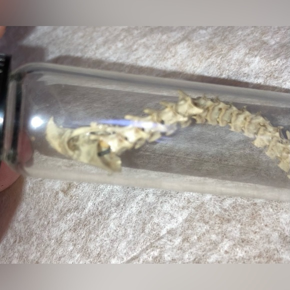 “DRAGON BONES” handmade 25 yrs ago, snake & lizard (?) sealed glued Vial EVC 🐉 - Picture 8 of 12